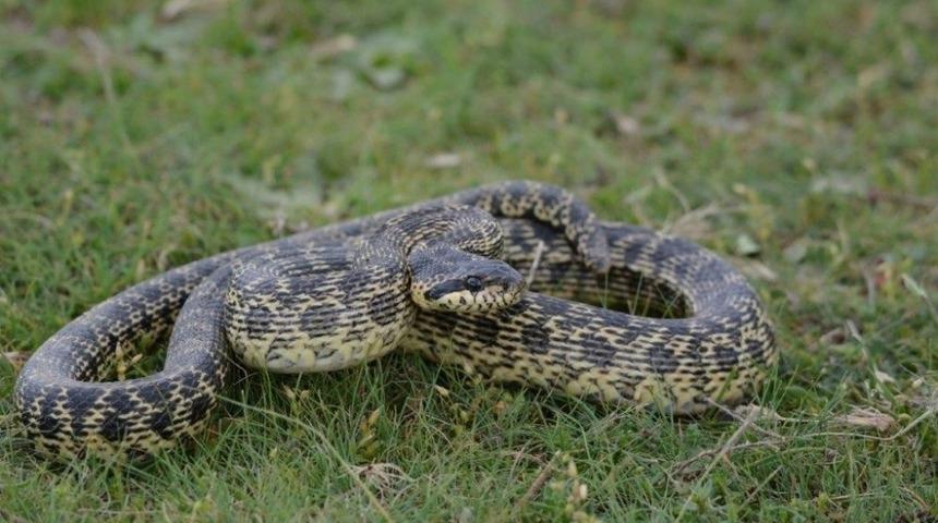 Yılanlar deprem habercisi mi? Uzmanından a&ccedil;ıklama geldi! 