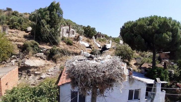 Doğa sevenler sakatlanan leylek yavrusu için seferber oldu G1