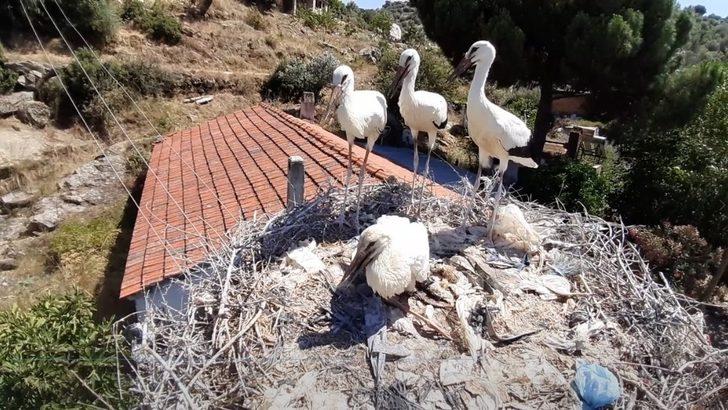 Doğa sevenler sakatlanan leylek yavrusu için seferber oldu G2