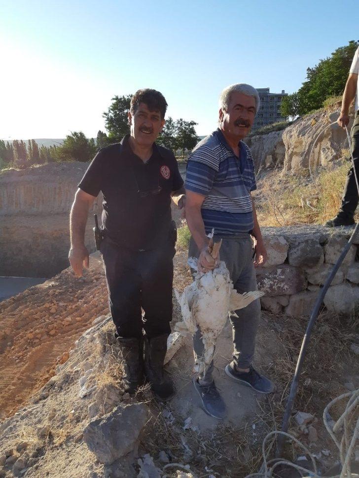 Kuyuya düşen kaz itfaiye ekiplerince kurtarıldı G1