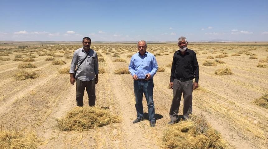 Kulu’da mercimek hasadı başladı