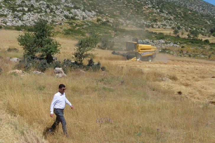 Başkan, belediyeye ait tarlaya ektiği buğdayla bütçeye katkı saladı G2