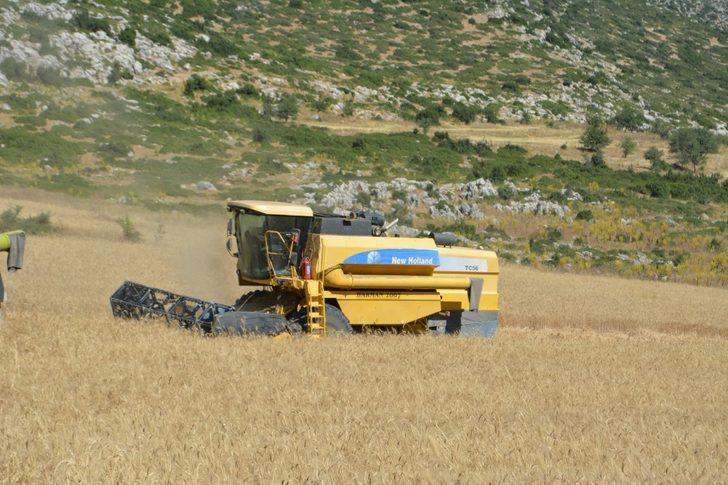 Başkan, belediyeye ait tarlaya ektiği buğdayla bütçeye katkı saladı G5