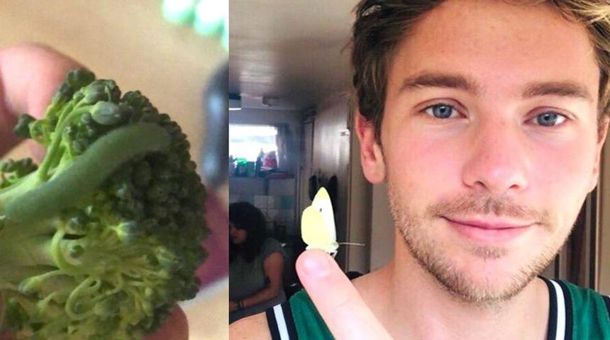 Brokoliden çıkan 7 tırtıl kelebeğe dönüştü!