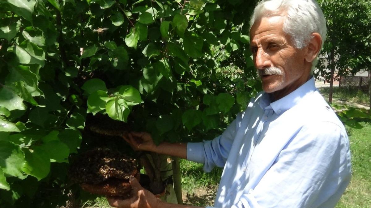Hakkari&rsquo;de arı kolonisi ağaca yuva yaptı