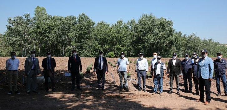 ESOGÜ Tıbbi ve Aromatik Bitkiler Bahçesi’nde tıbbi aromatik bitki dikimi G1