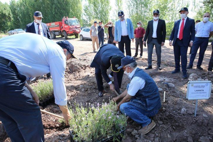 ESOGÜ Tıbbi ve Aromatik Bitkiler Bahçesi’nde tıbbi aromatik bitki dikimi G2