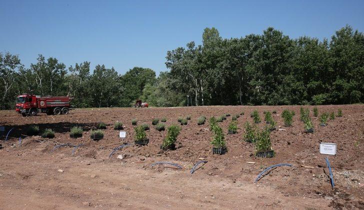 ESOGÜ Tıbbi ve Aromatik Bitkiler Bahçesi’nde tıbbi aromatik bitki dikimi G3