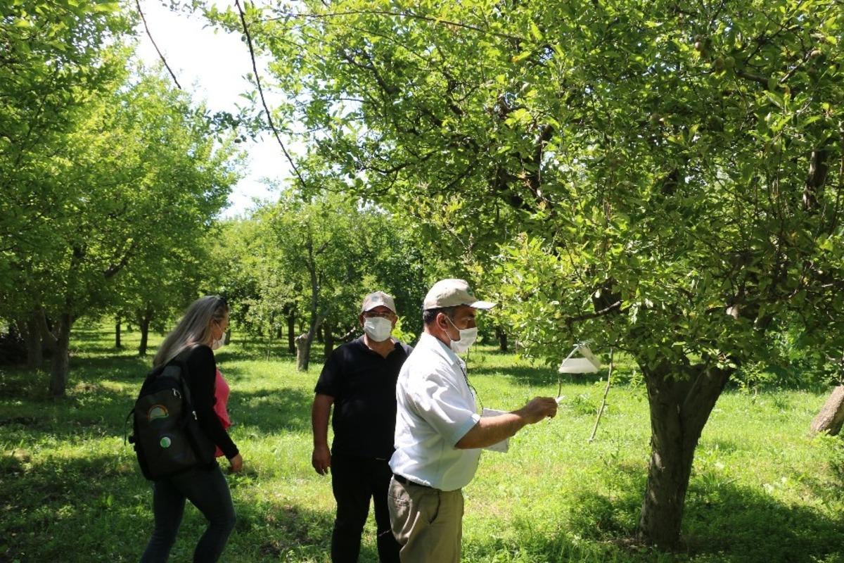 Erzincan&rsquo;da meyve ağa&ccedil;larına zarar veren zararlılar feromon tuzaklarla kontrol edilerek, &ccedil;ift&ccedil;ilere gerekli uyarılar yapılıyor