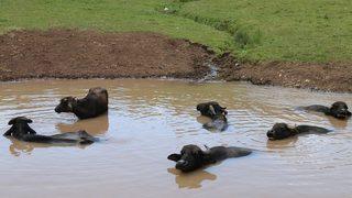 Burası ‘Afrika’nın Savanası’ değil Ordu