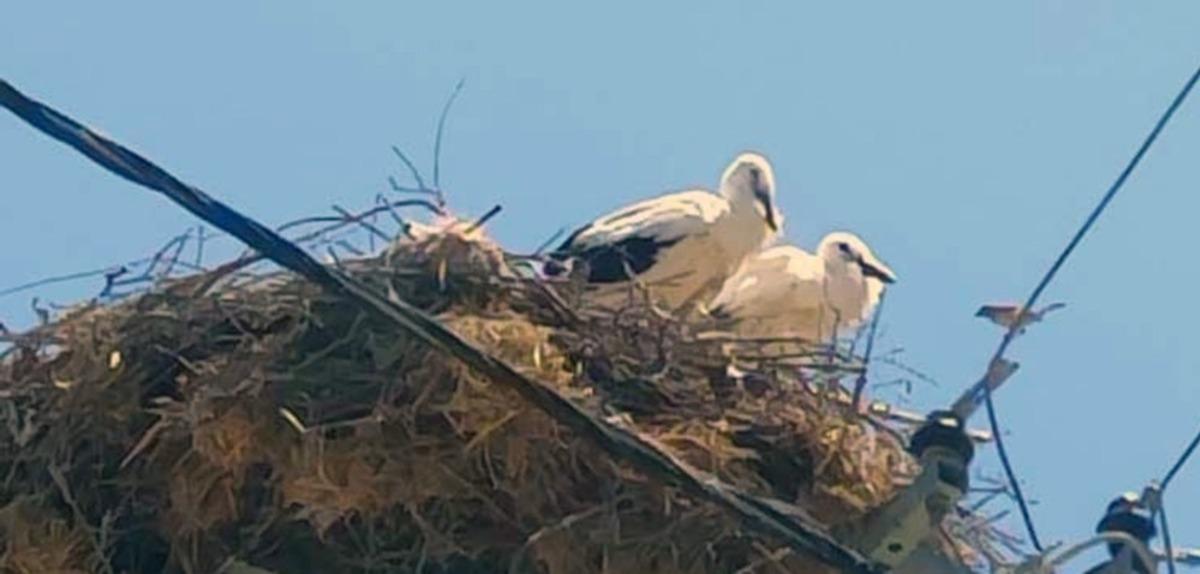 Ebeveynlerinin terk ettiği yavru leylekler kurtarıldı
