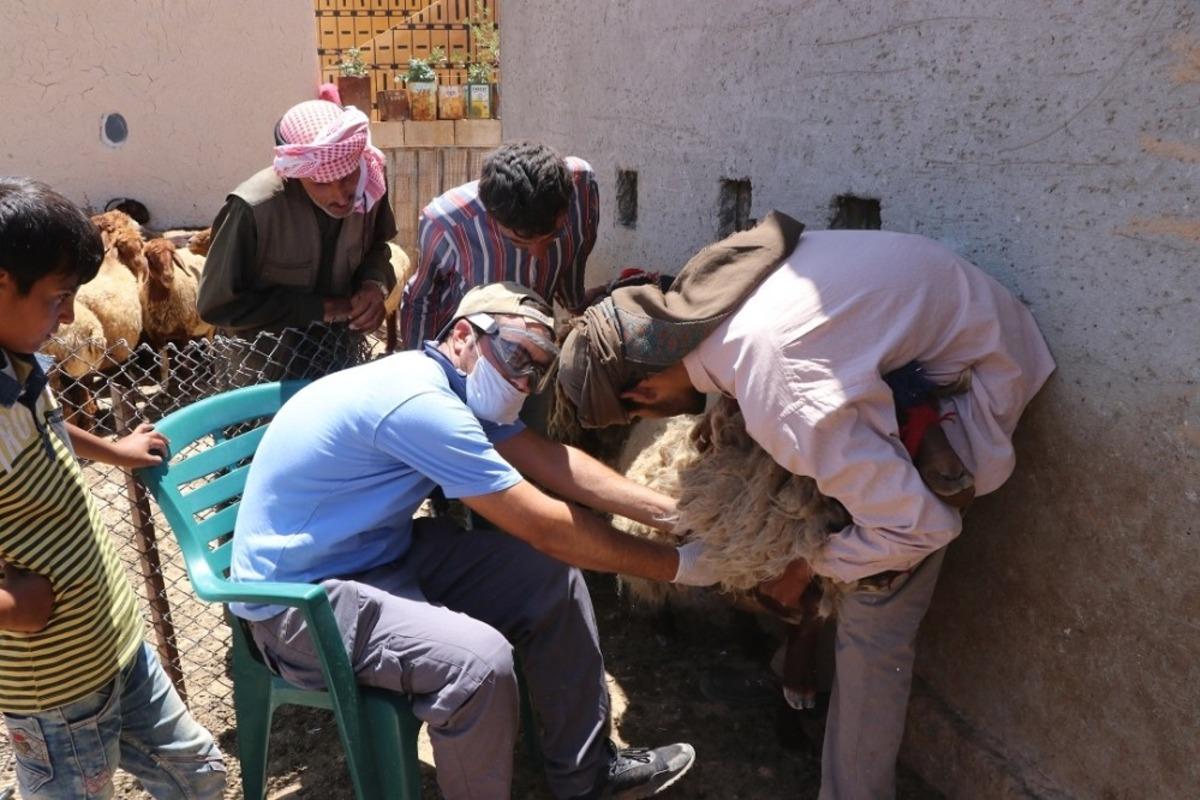 T&uuml;rk veterinerler Suriye&rsquo;deki hayvanları aşılıyor