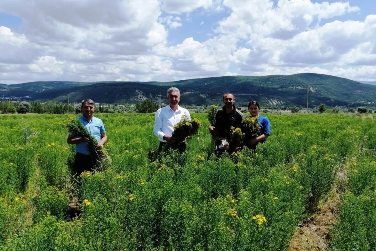 G&uuml;m&uuml;şhane&rsquo;de otun şahı olan sarı kantaronda hasat başladı