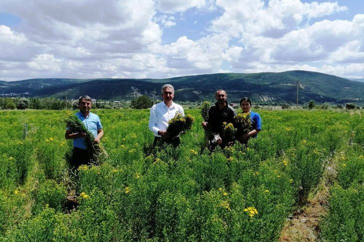 Gümüşhane’de otun şahı olan sarı kantaronda hasat başladı G1