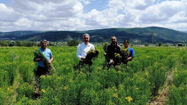 Gümüşhane’de otun şahı olan sarı kantaronda hasat başladı