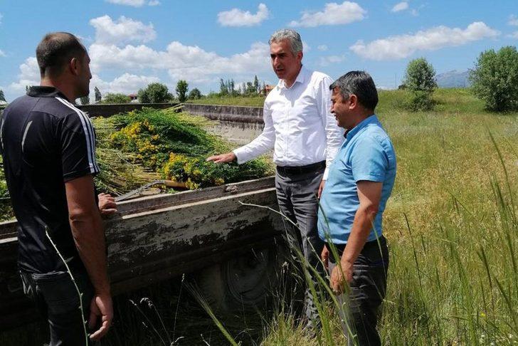 Gümüşhane’de otun şahı olan sarı kantaronda hasat başladı G2