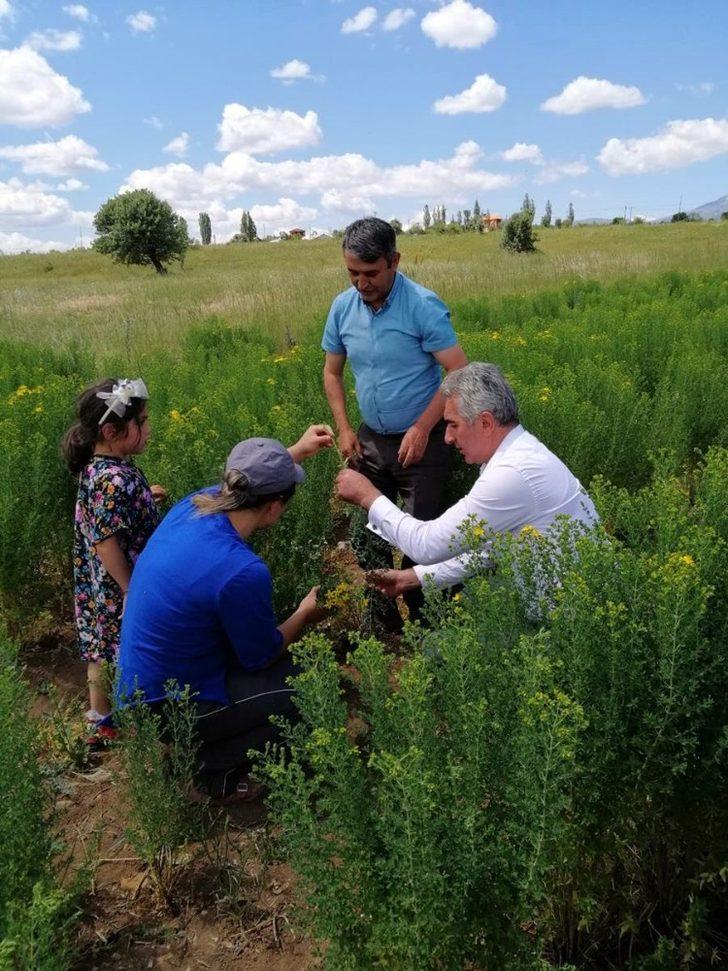 Gümüşhane’de otun şahı olan sarı kantaronda hasat başladı G3