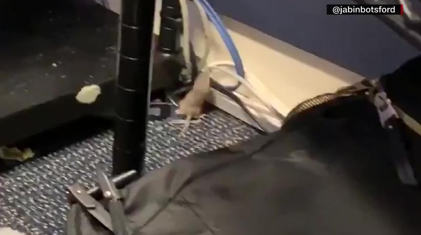 Beyaz Saray'ın etrafını fareler bastı