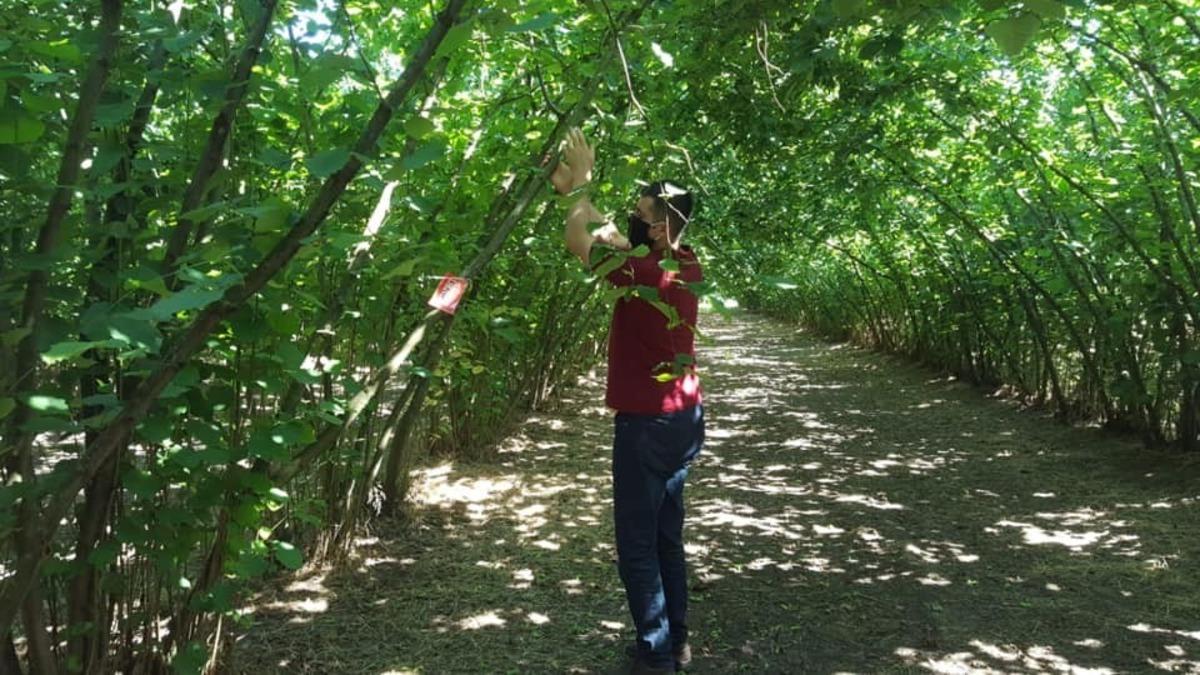 Fındıkta rekolte &ccedil;alışmaları