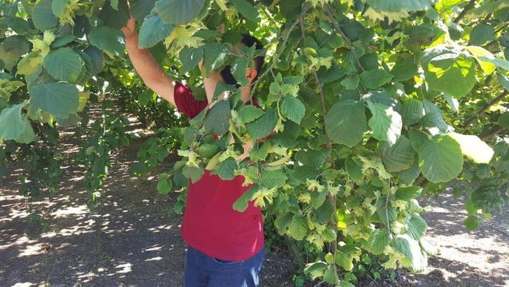 Fındıkta rekolte çalışmaları G2