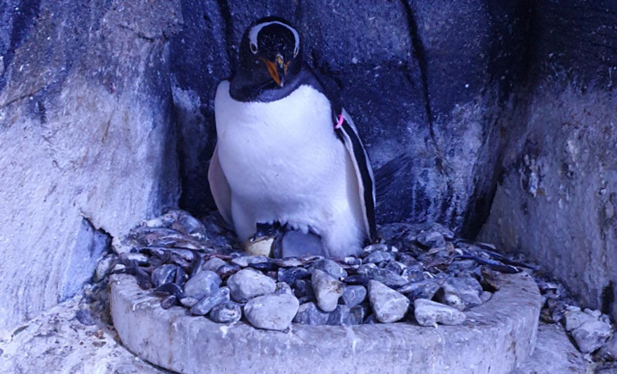 T&uuml;rkiye'de ilk! Bebek kutup penguenin ismini vatandaşlar se&ccedil;ecek