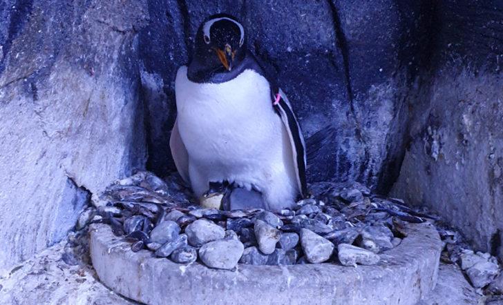 Türkiye'de ilk! Bebek kutup penguenin ismini vatandaşlar seçecek G1