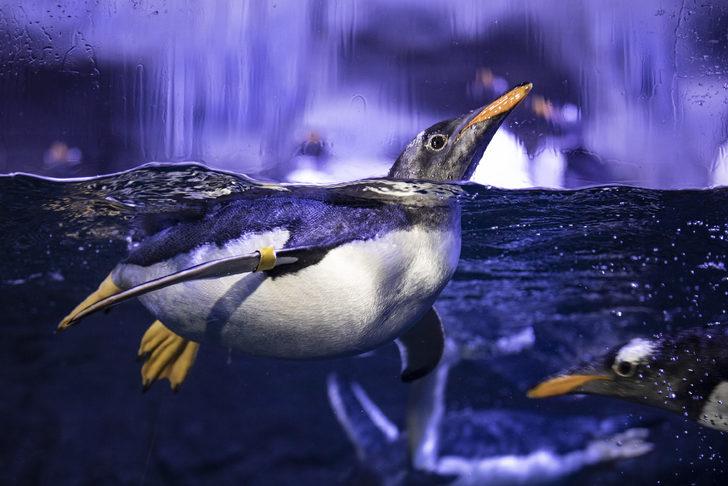 Türkiye'de ilk! Bebek kutup penguenin ismini vatandaşlar seçecek G2