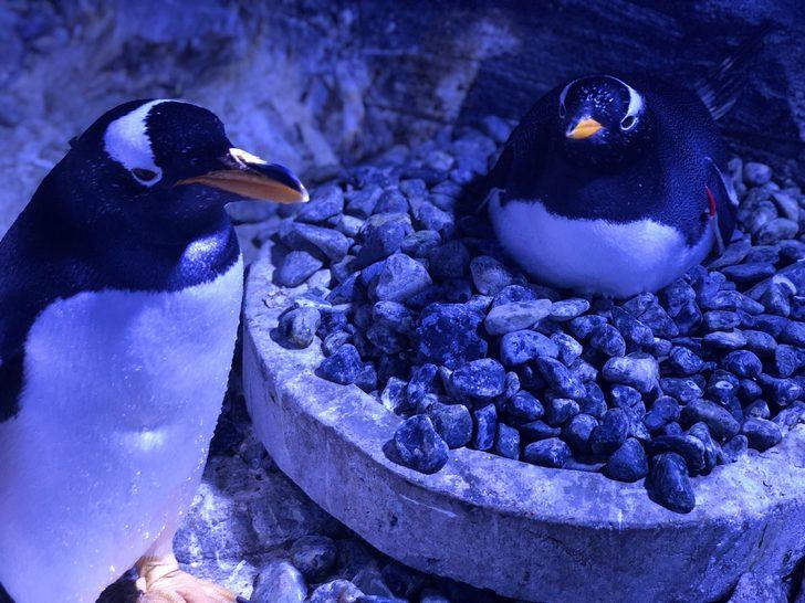 Türkiye'de ilk! Bebek kutup penguenin ismini vatandaşlar seçecek G5