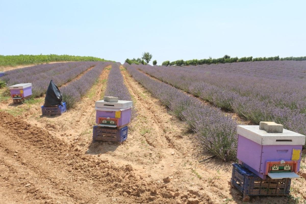 Lavanta &uuml;retimini arttırma &ccedil;alışmaları