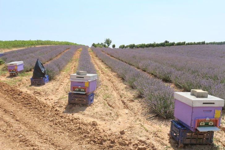 Lavanta üretimini arttırma çalışmaları G1