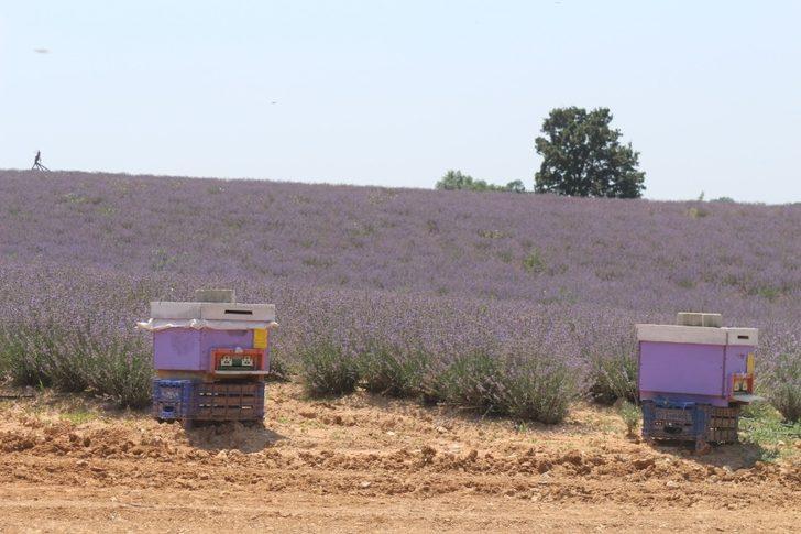 Lavanta üretimini arttırma çalışmaları G2