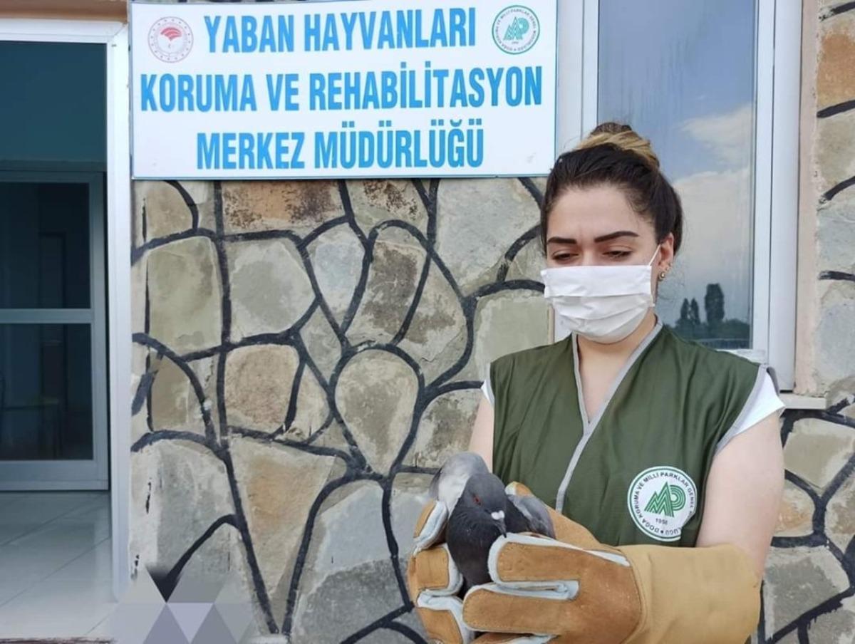 Yaralı kuşlar tedavi altına alındı