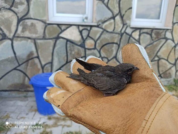 Yaralı kuşlar tedavi altına alındı G2