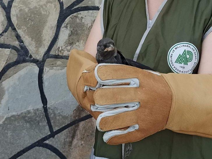 Yaralı kuşlar tedavi altına alındı G3