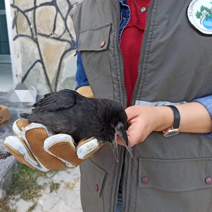 Yaralı kuşlar tedavi altına alındı G5