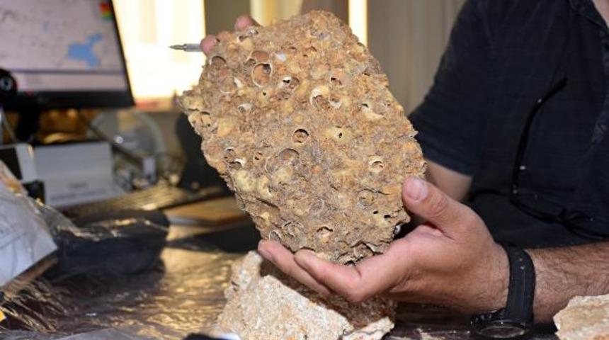 Muş'ta bulundu! Tam 50 milyon yıllık 