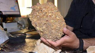 Muş'ta bulundu! Tam 50 milyon yıllık 