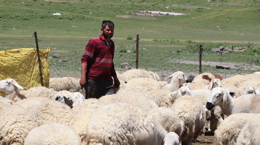 4 bin lira maaşla çalıştıracak çoban bulamıyorlar