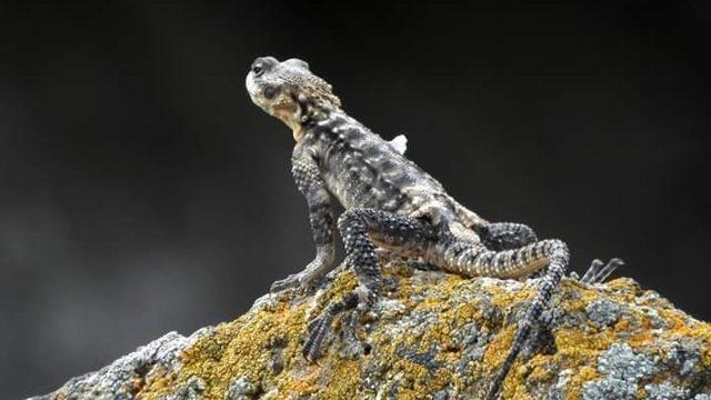 Kafkas keleri Iğdır’da görüntülendi