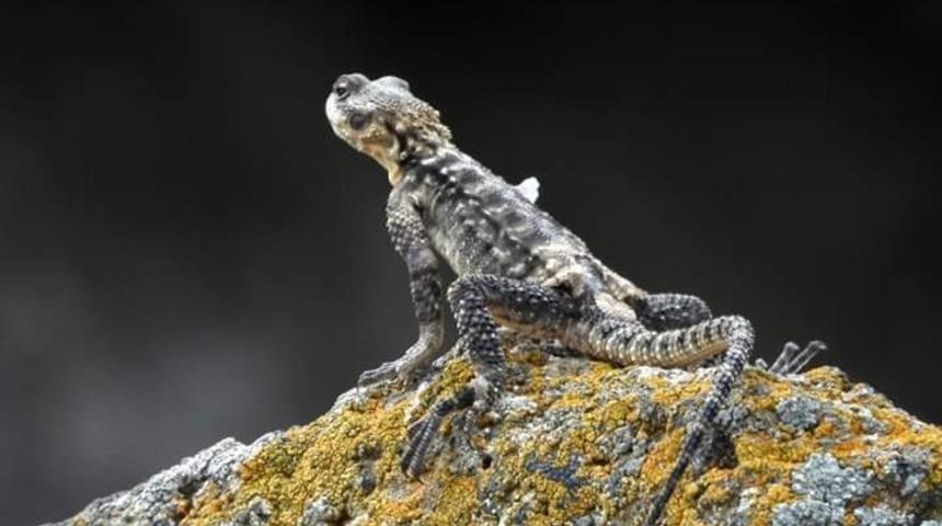 Kafkas keleri Iğdır&rsquo;da g&ouml;r&uuml;nt&uuml;lendi