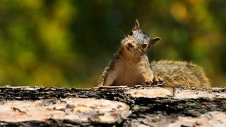 Yine salgın, bu kez sincap etinden bulaştı