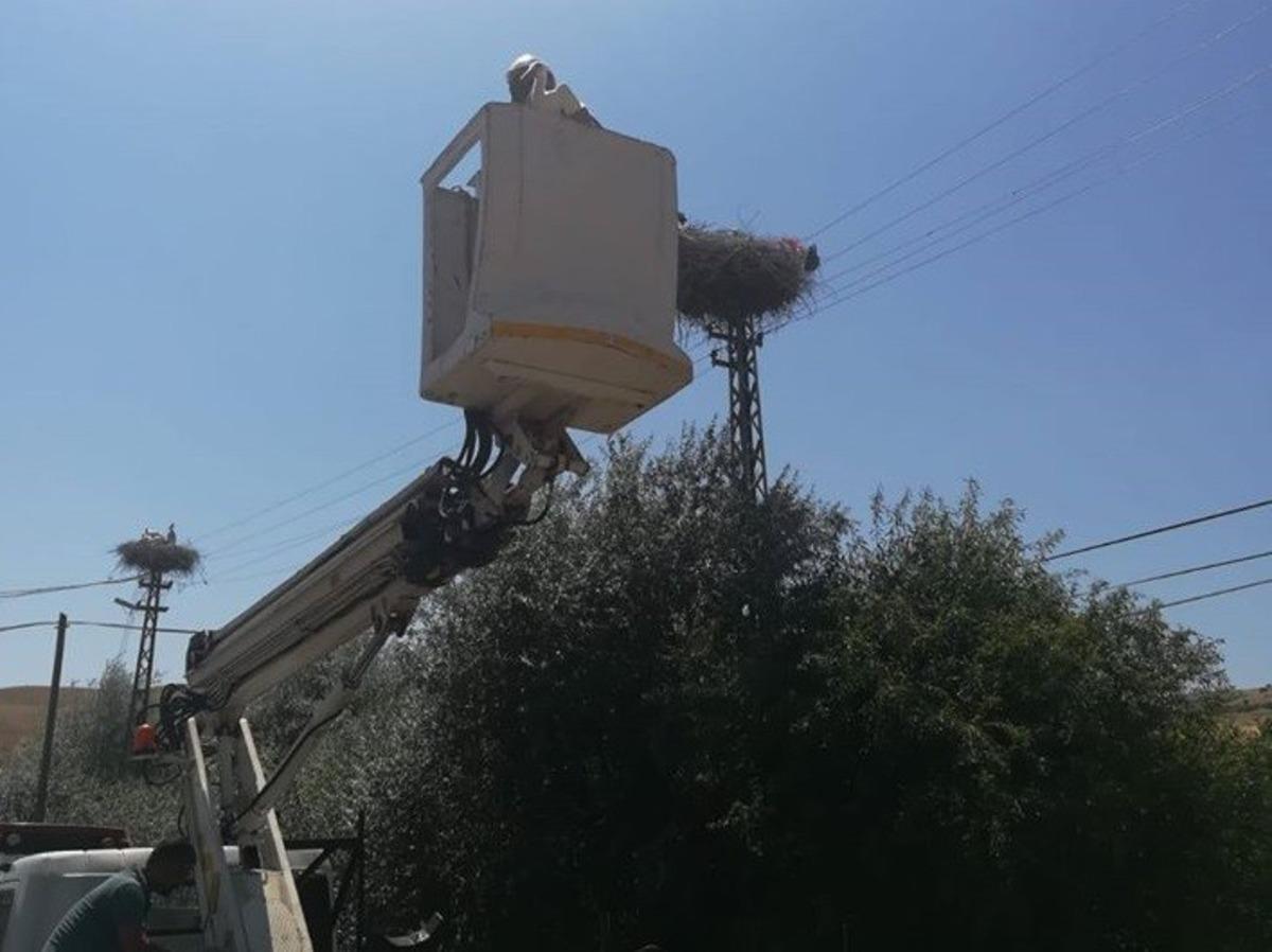 Yavru leylek, yuvasına yerleştirildi