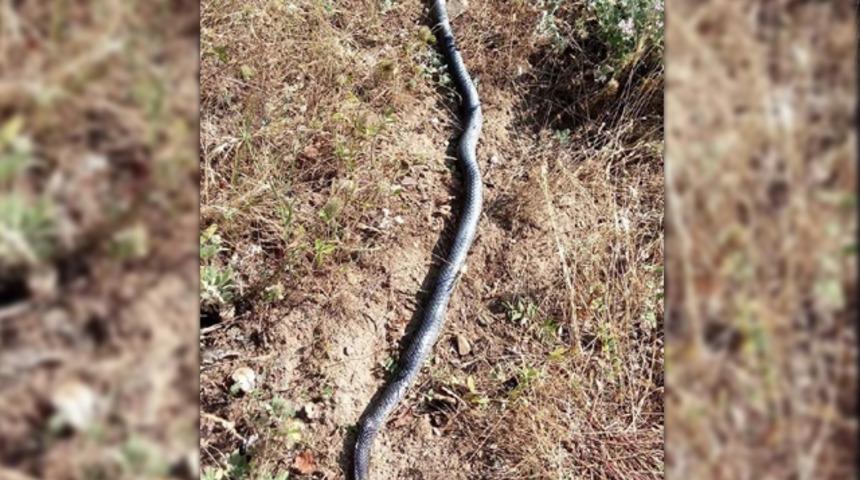 G&ouml;r&uuml;nce korkuya kapıldı! Boyu 3 metreden fazla