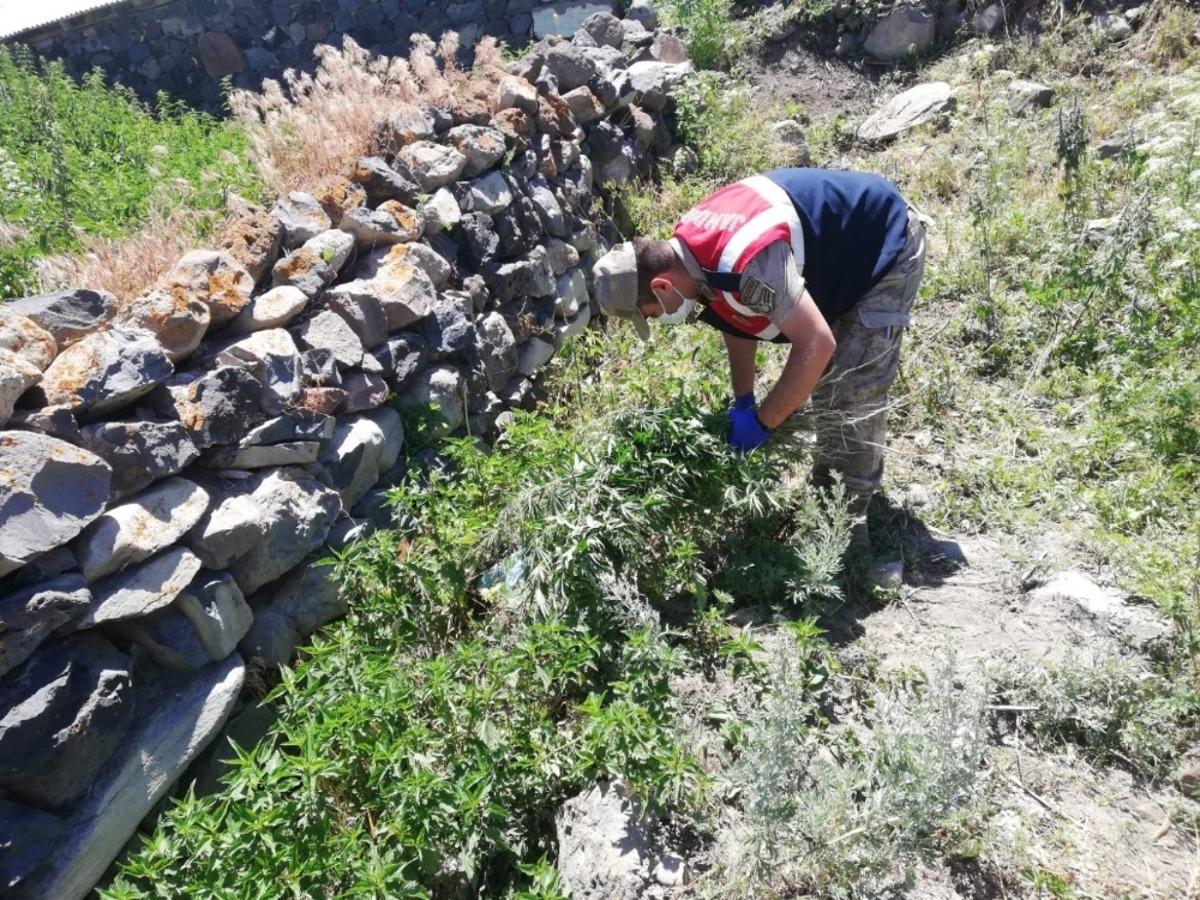 Kars&rsquo;ta kenevir ele ge&ccedil;irildi