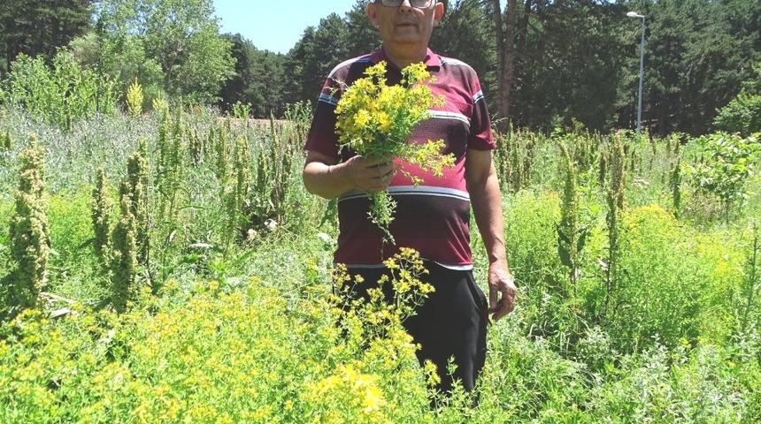 Sarı Kantaron otu şifa kaynağı