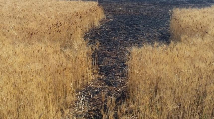 Karaman&rsquo;da &ccedil;ıkan yangında 19 dekarlık buğday tarlası k&uuml;l oldu