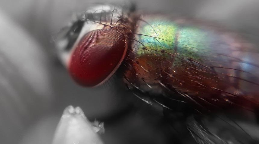 Sinek ve b&ouml;cek ısırıkları artık sizi rahatsız etmeyecek! Karbonat, Hindistan cevizi...