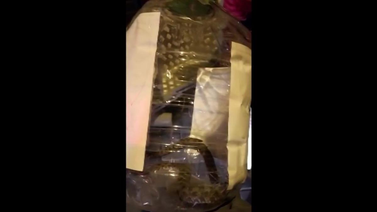 Apartman dairesinin balkonuna &ccedil;ıkan yılan paniğe neden oldu