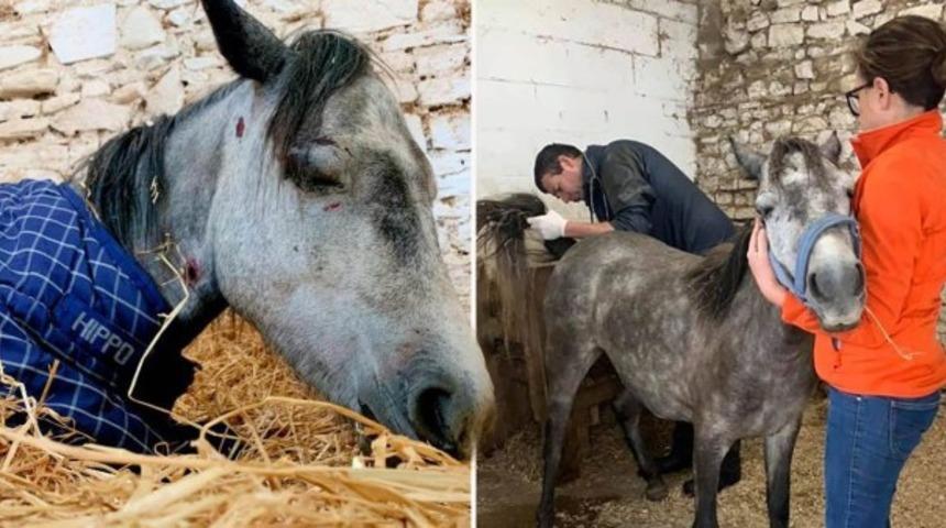 Dövülerek yaralanan midilli kurtarılamadı!