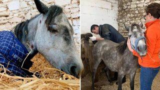 Dövülerek yaralanan midilli kurtarılamadı!